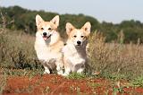 CORGI PEMBROKE 306